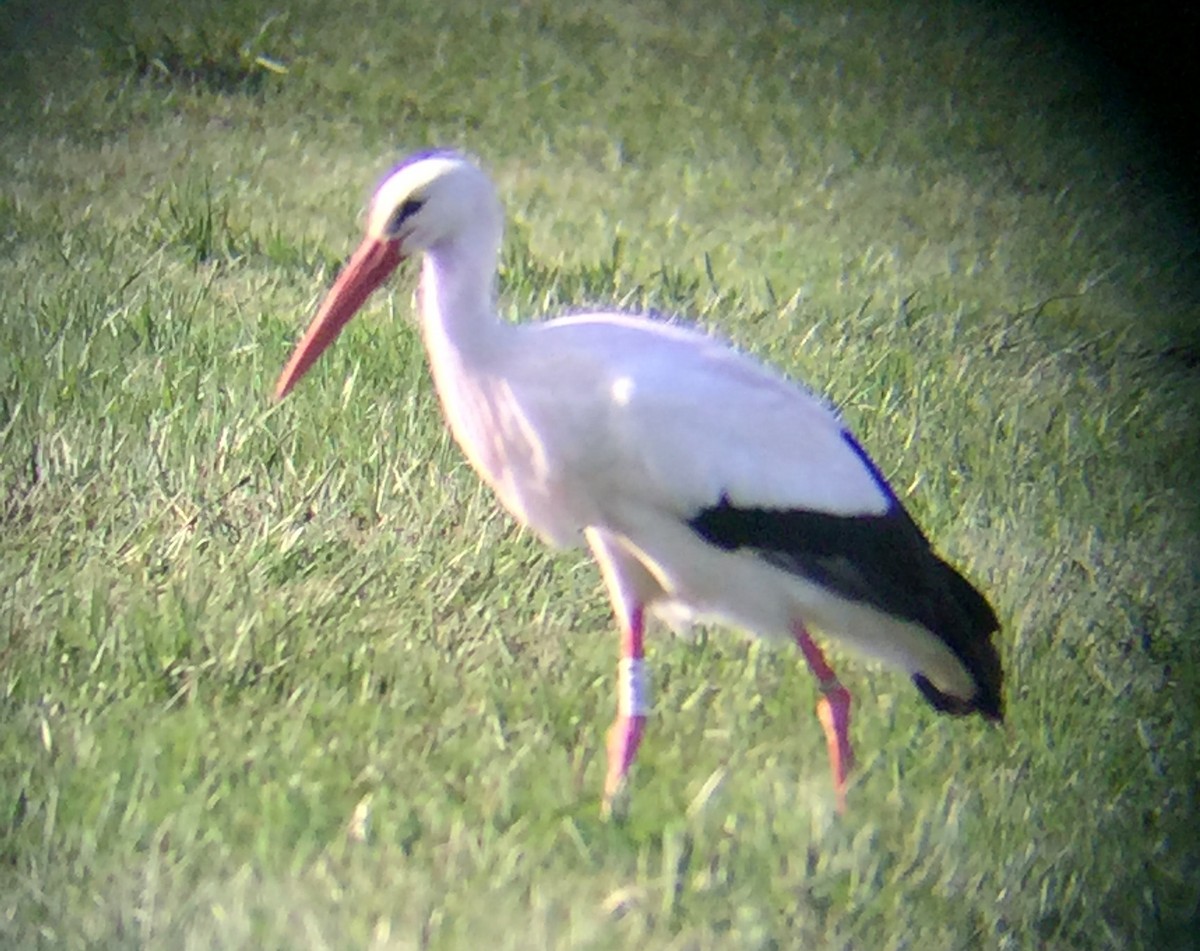 White Stork - ML52751641