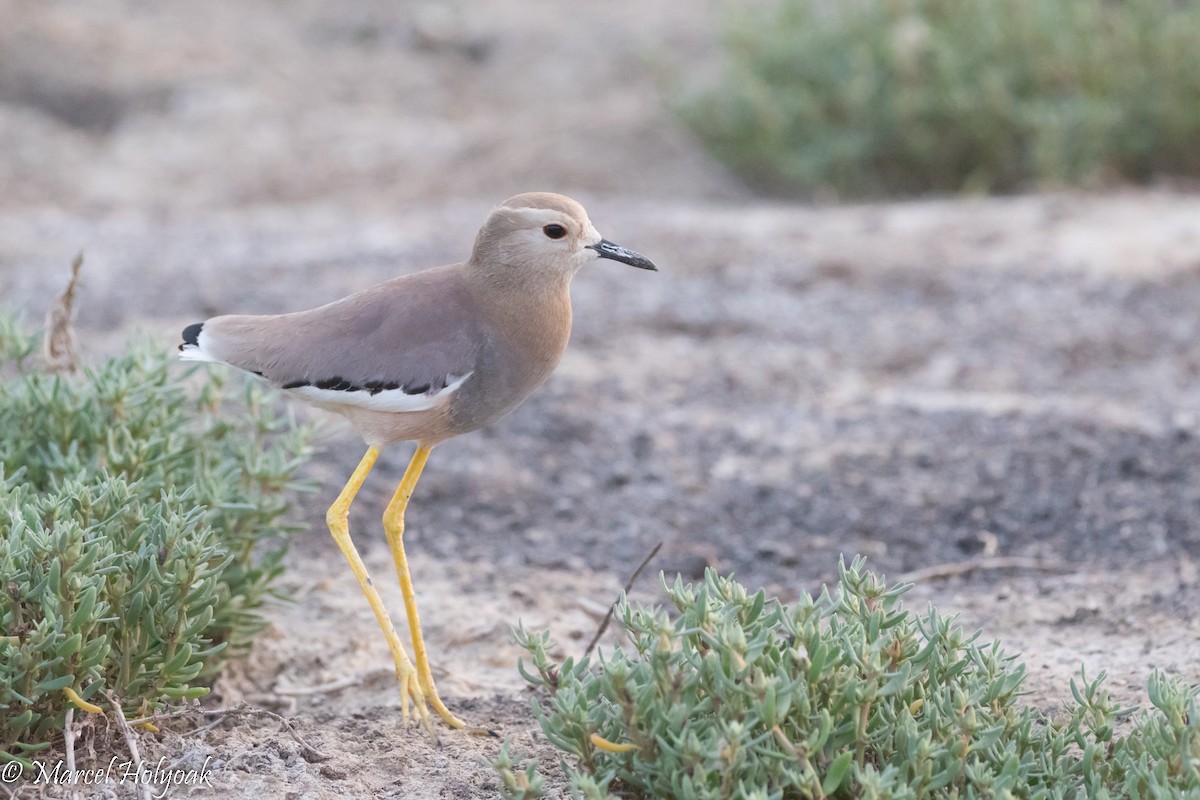 White-tailed Lapwing - ML527516441