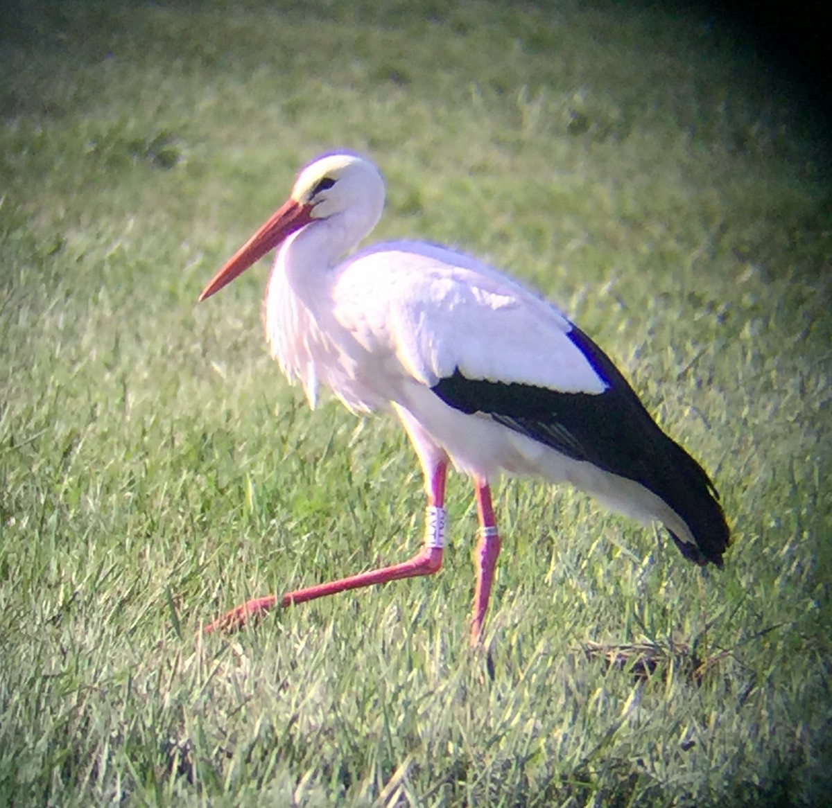 White Stork - ML52751651