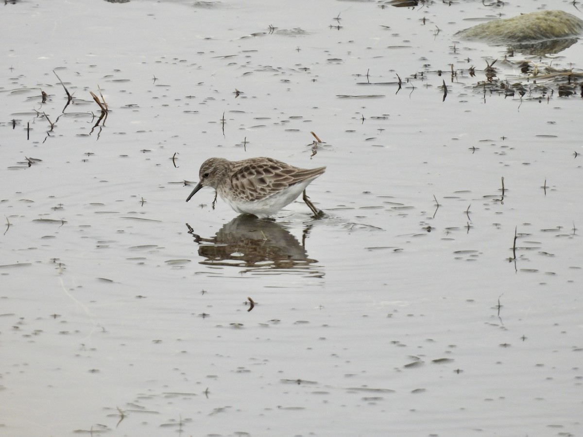 Least Sandpiper - Beth Bruckheimer