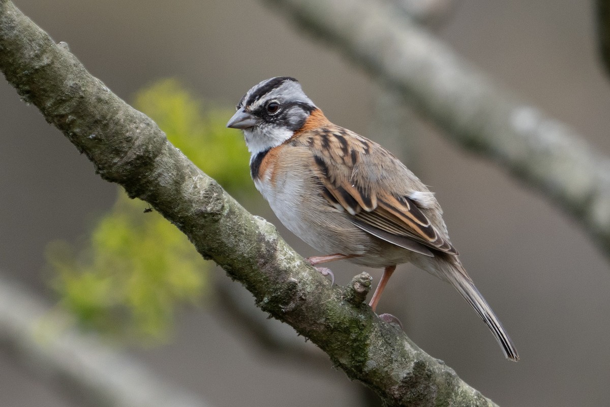 Rufous-collared Sparrow - Richard Edden