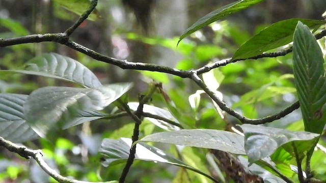 Rufous-breasted Wren - ML527520691