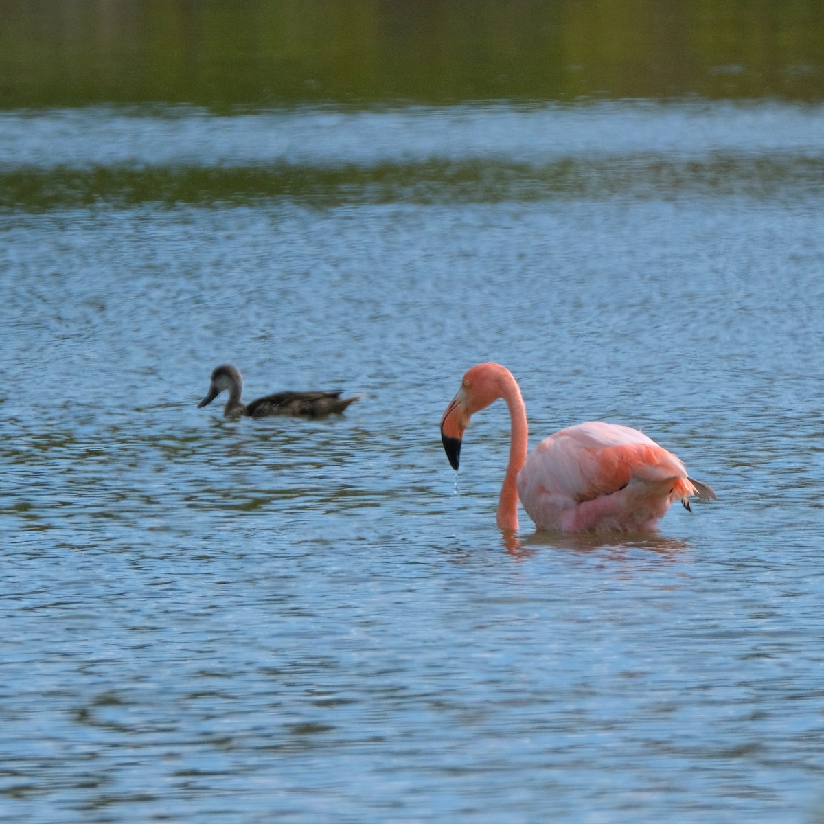 Amerika Flamingosu - ML527524521