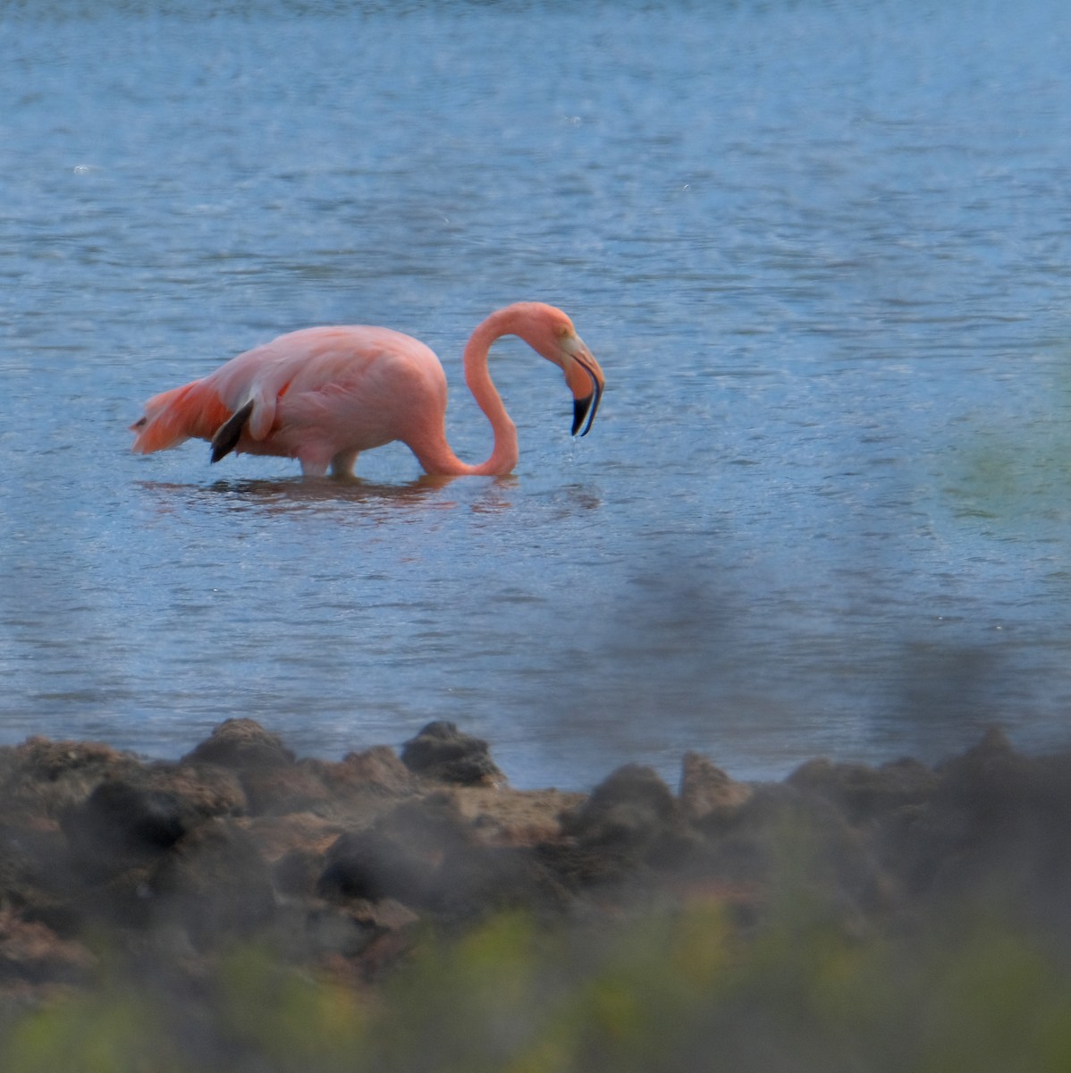 Amerika Flamingosu - ML527524541