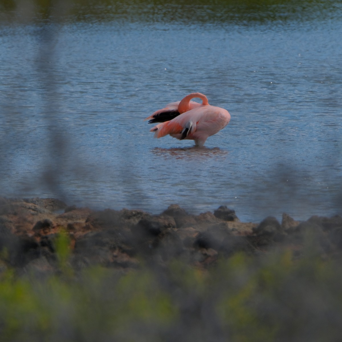 Amerika Flamingosu - ML527524561