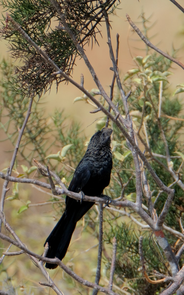 Smooth-billed Ani - ML527524631