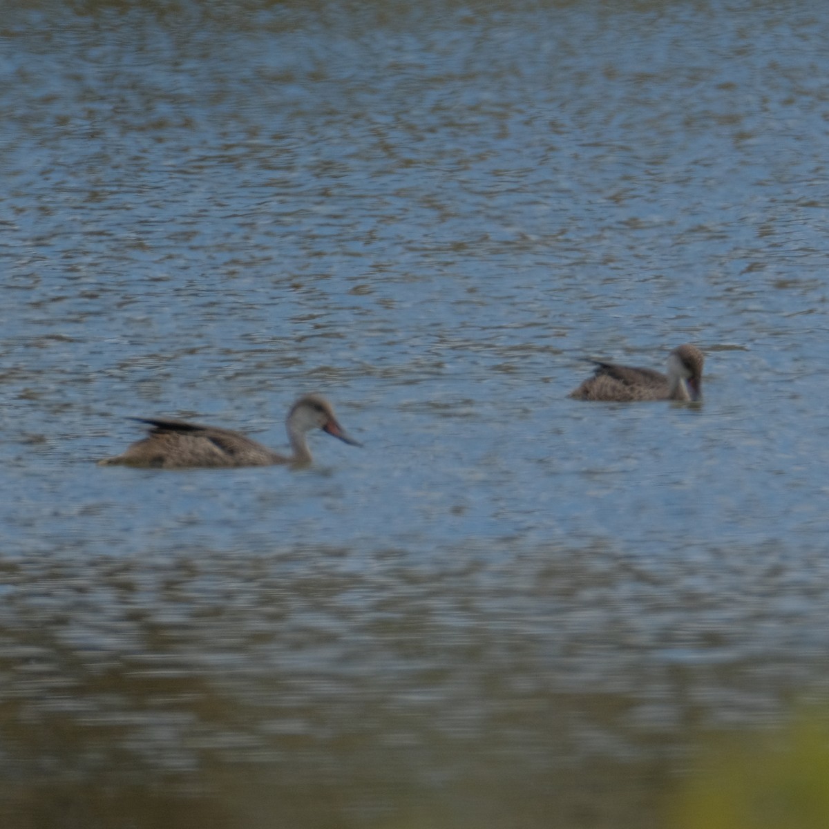 White-cheeked Pintail (Galapagos) - ML527524771