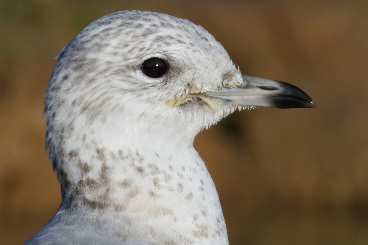 Common Gull - ML527525371