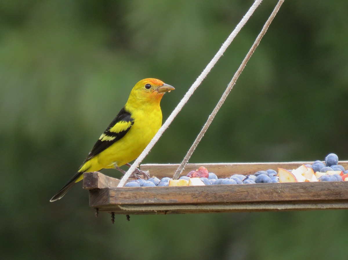 Western Tanager - ML527527711