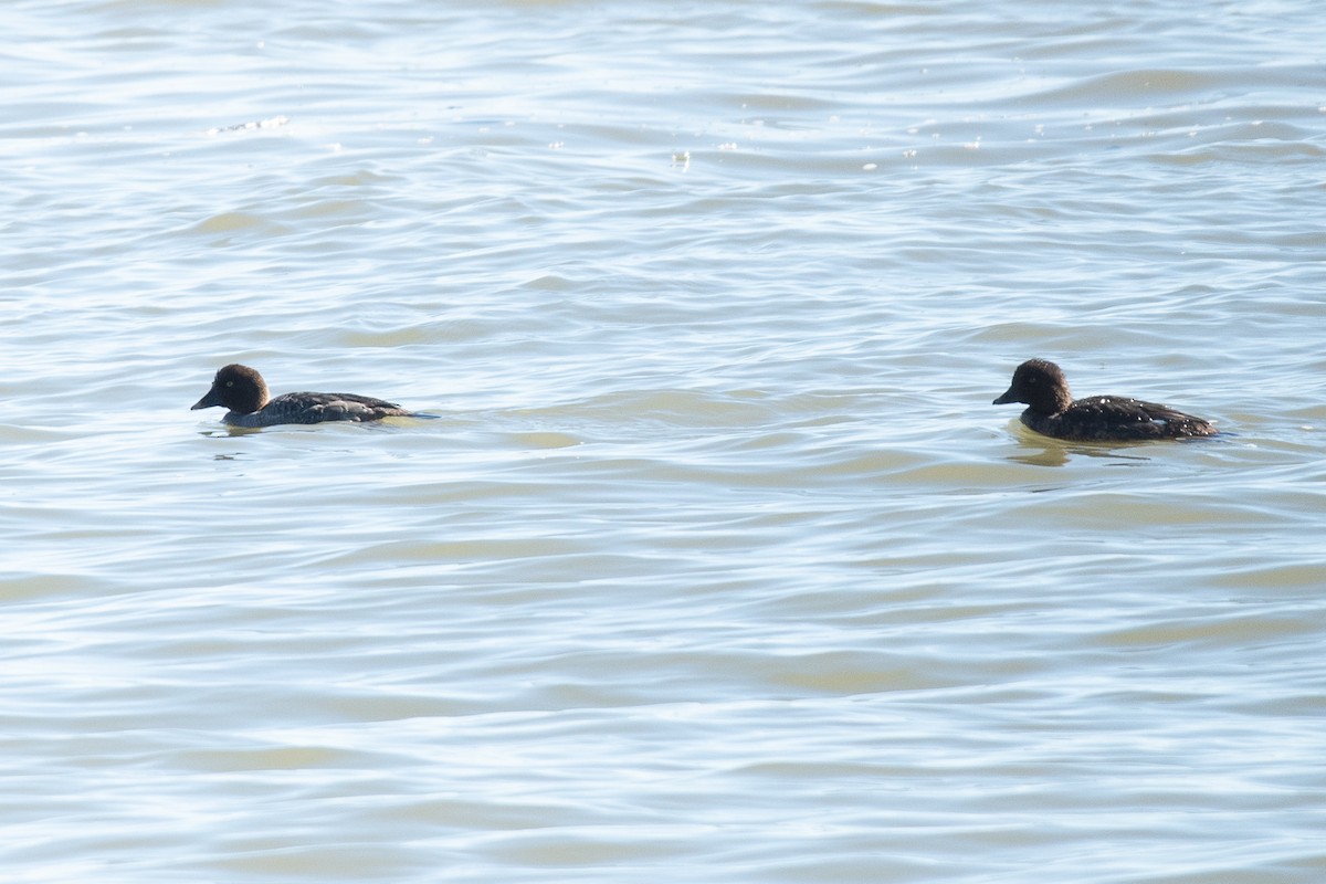 Common/Barrow's Goldeneye - ML527529471