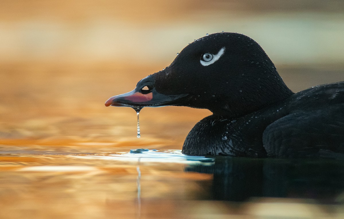 White-winged Scoter - ML527530091