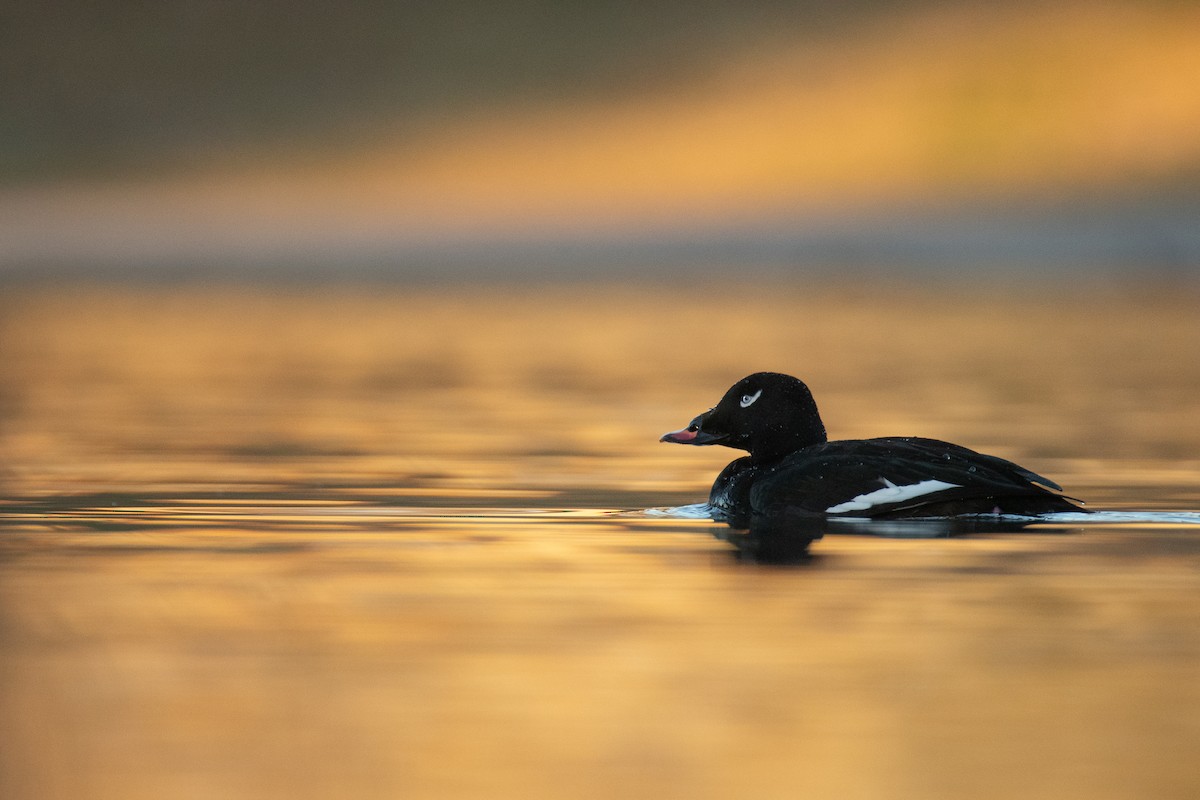 White-winged Scoter - Levi Plummer