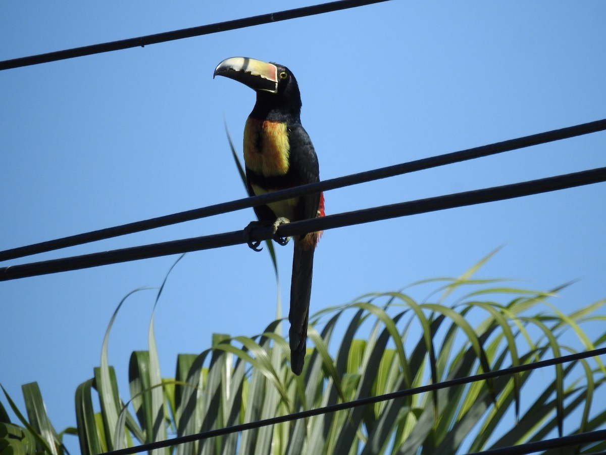 Collared Aracari - ML527531681