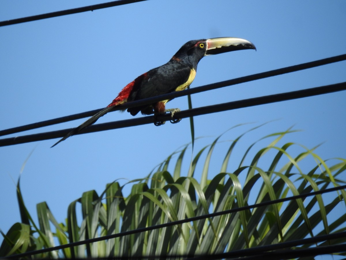 Collared Aracari - ML527531691
