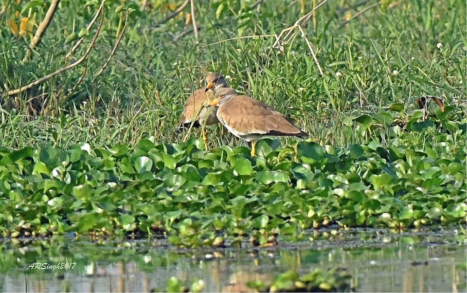 Gray-headed Lapwing - ML52753191