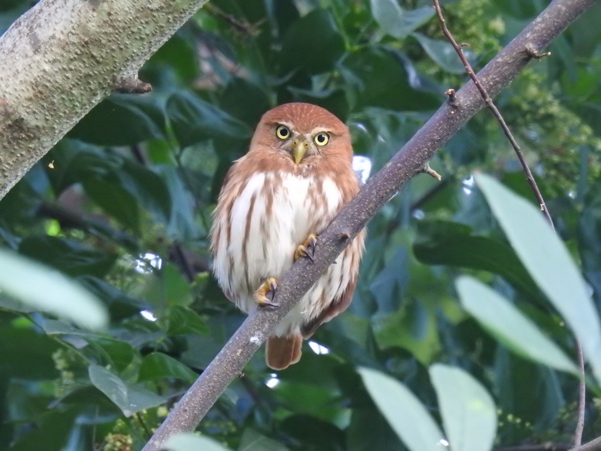 Ferruginous Pygmy-Owl - ML527532061