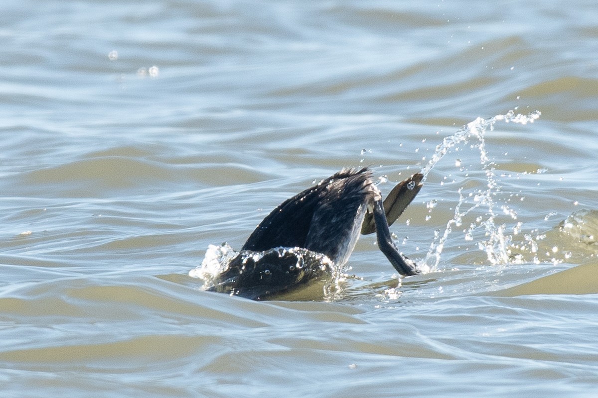 Red-necked Grebe - ML527532201