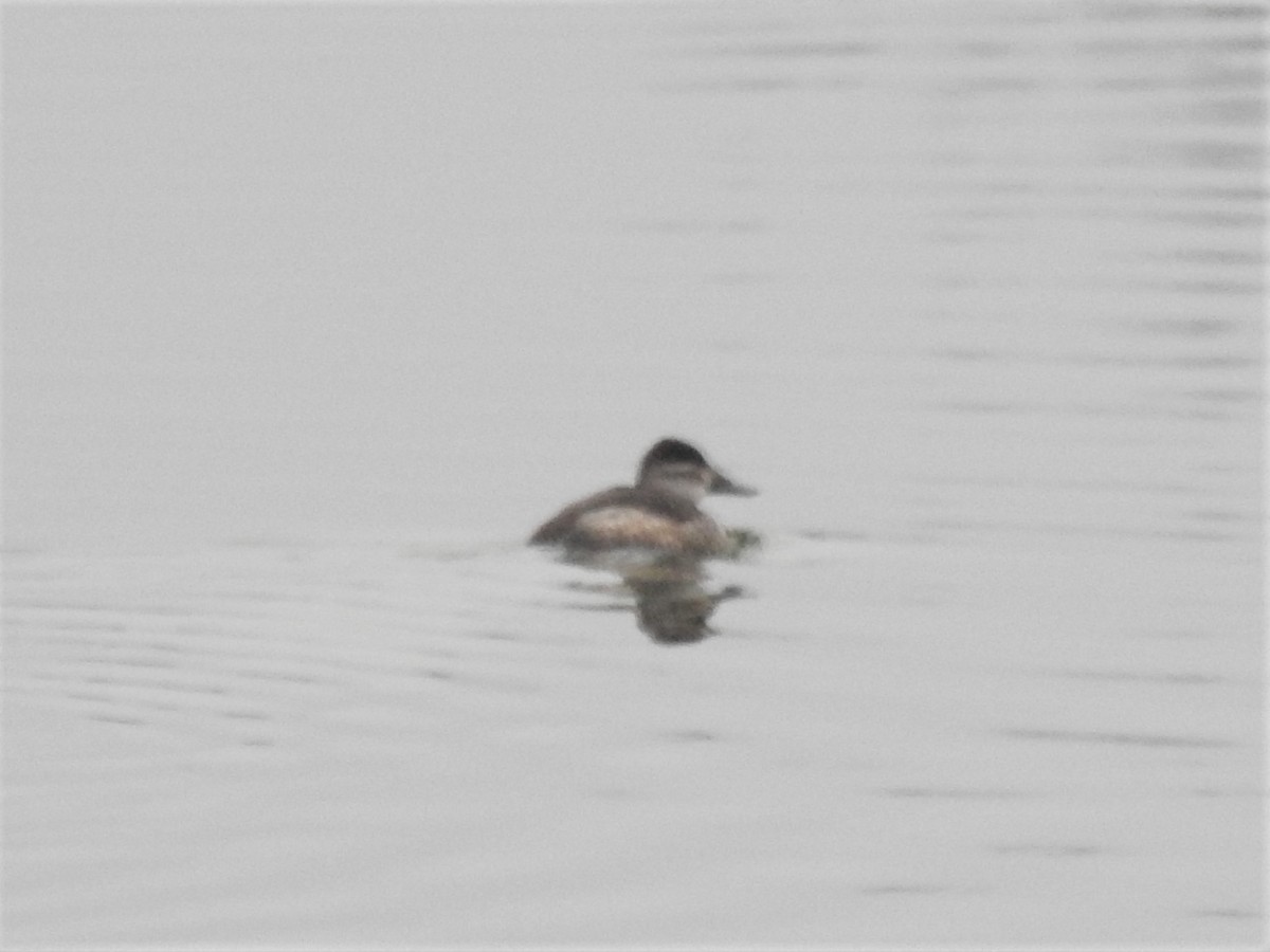 Ruddy Duck - ML527532741