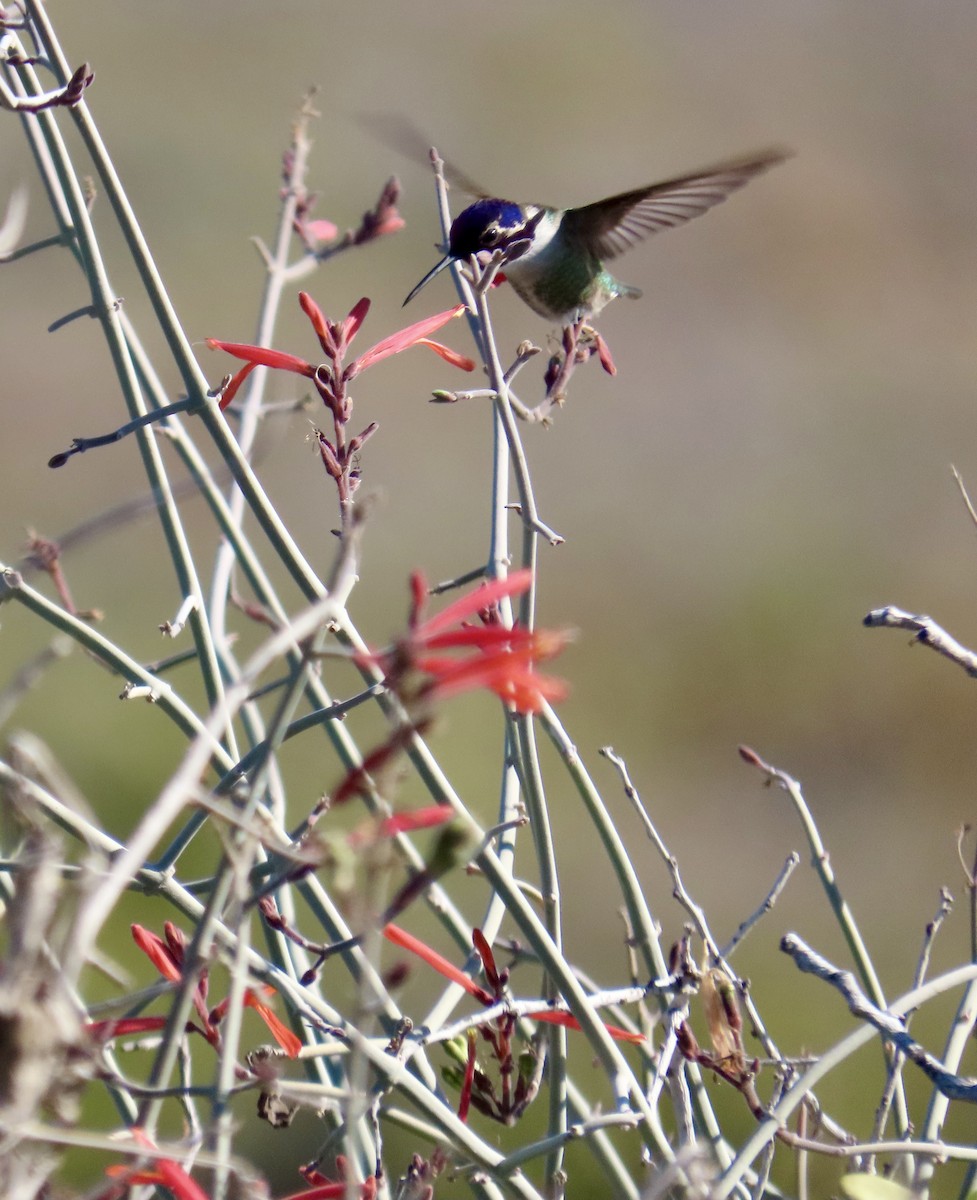 Costa's Hummingbird - ML527533111