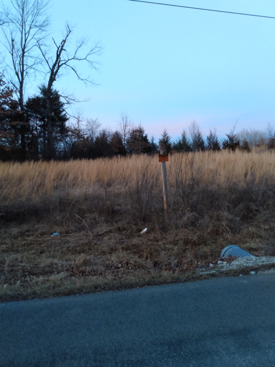 Barred Owl - ML527534131