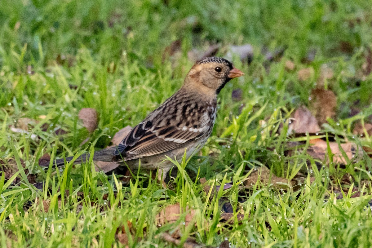 Harris's Sparrow - Jack Lehman