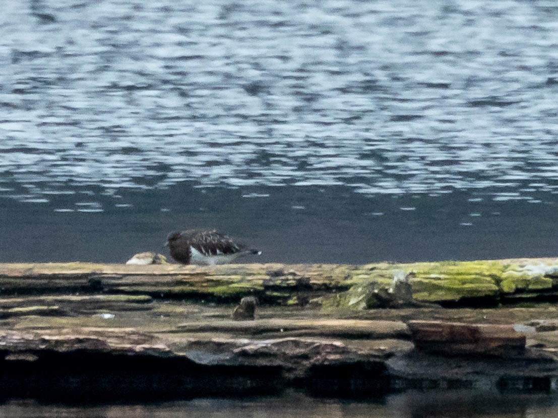 Tournepierre à collier - ML527535781