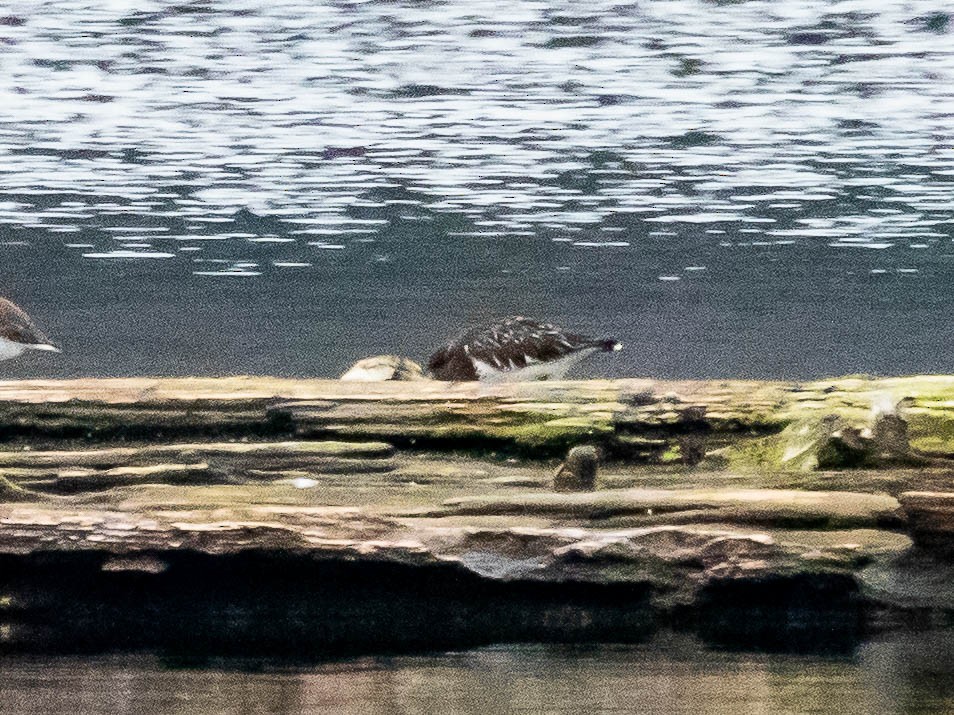 Tournepierre à collier - ML527535791