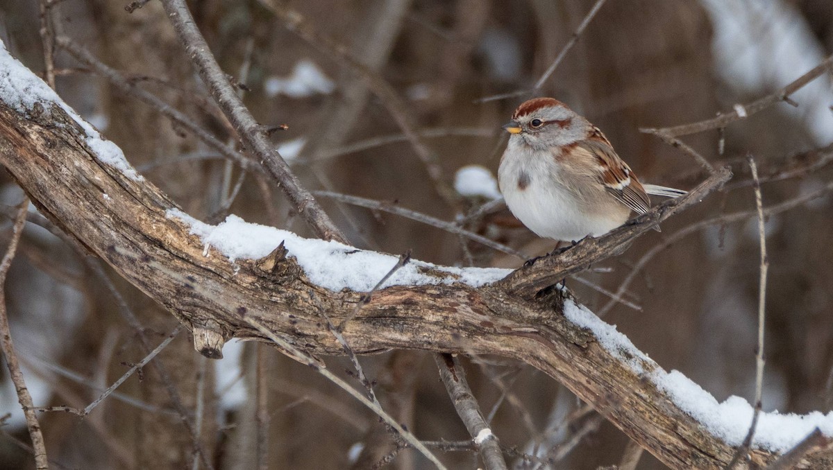 American Tree Sparrow - ML527536201