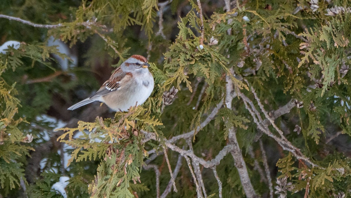 American Tree Sparrow - ML527536211