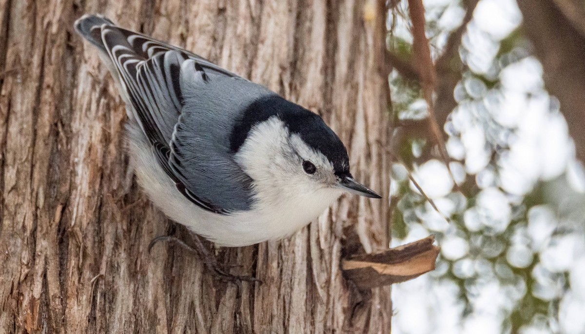 White-breasted Nuthatch - ML527537151