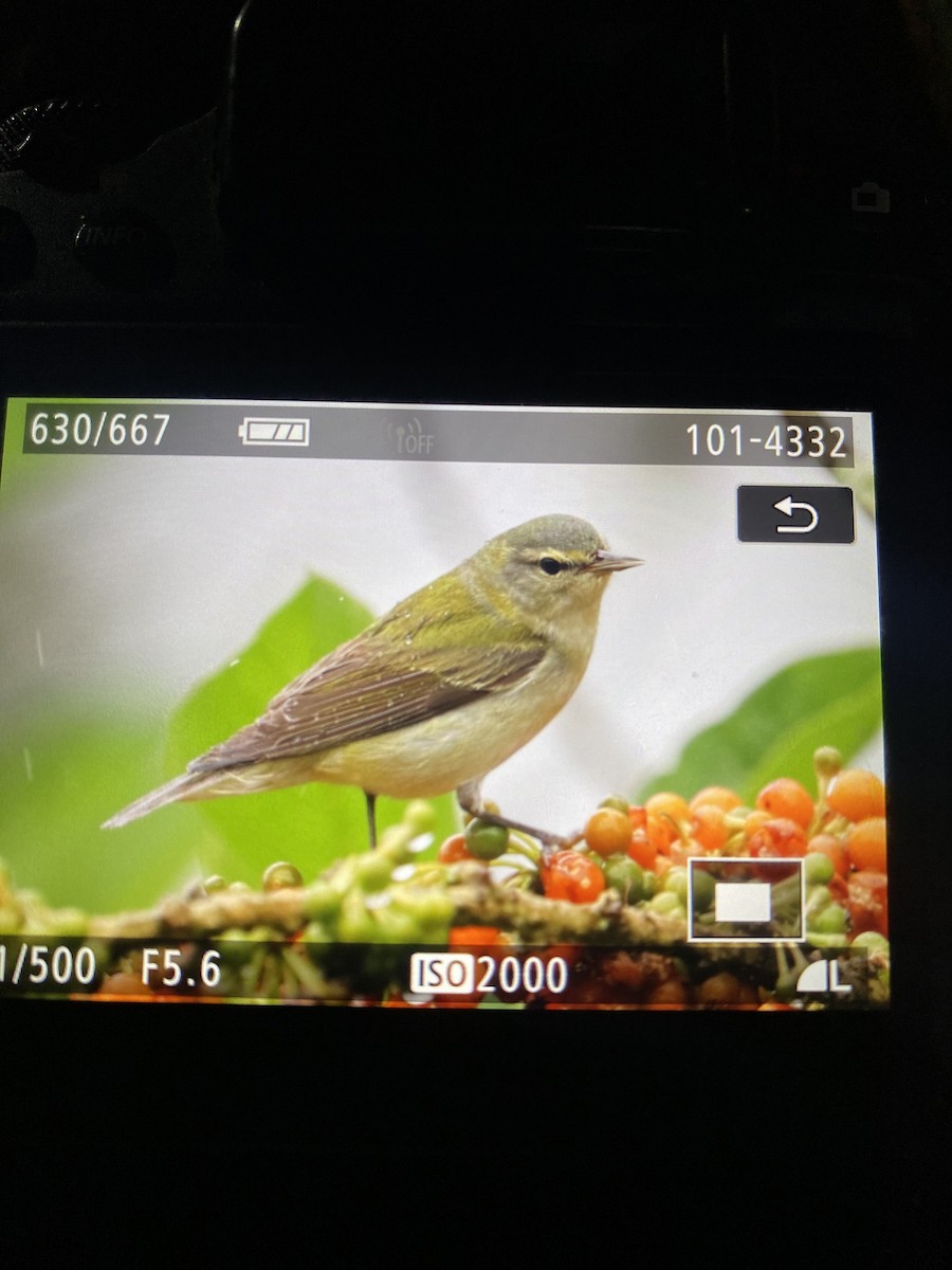 Tennessee Warbler - ML527539971