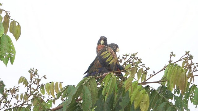 Bronze-winged Parrot - ML527540161