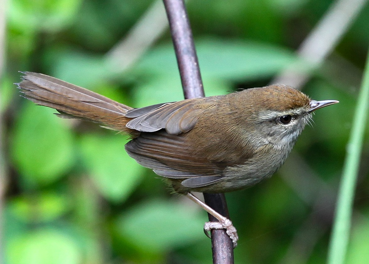 Philippine Bush Warbler - Pam Rasmussen