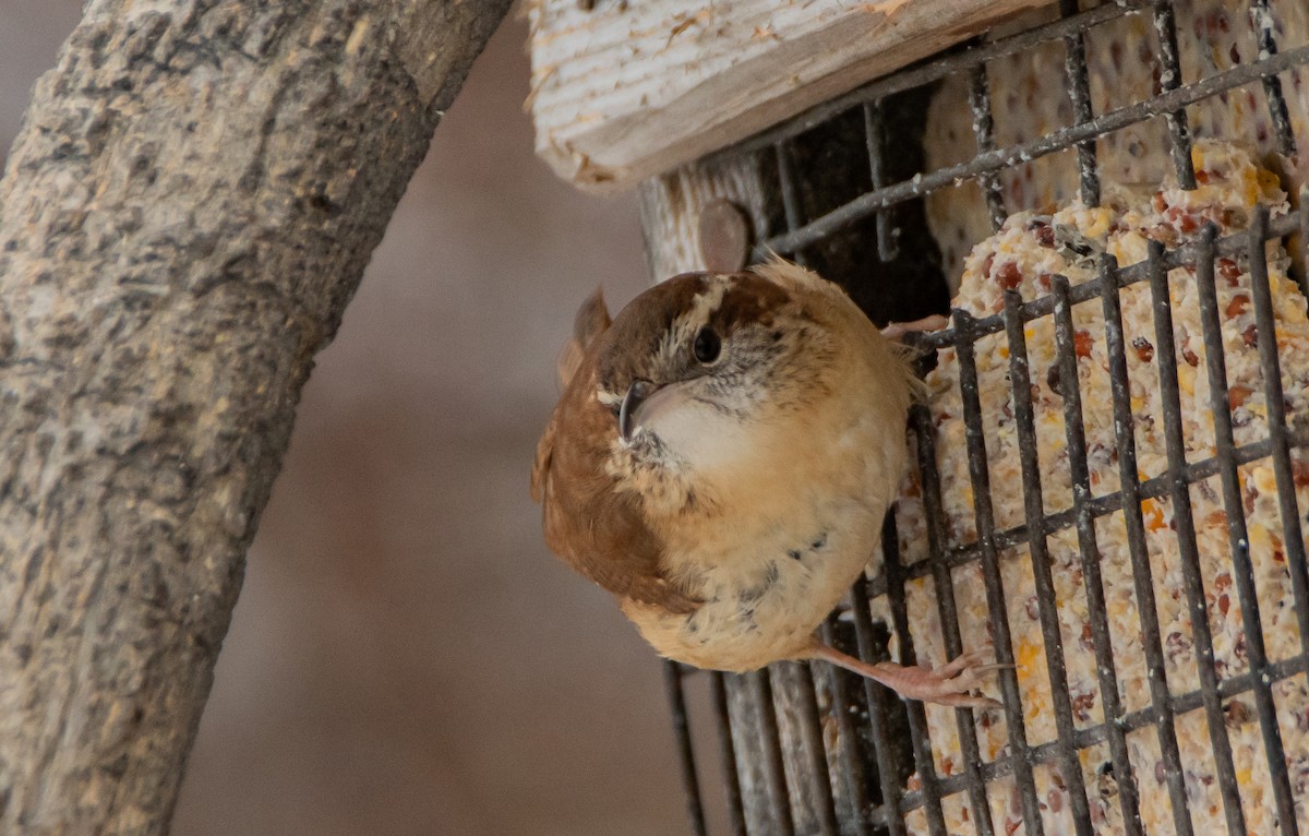 Carolina Wren - ML527540451