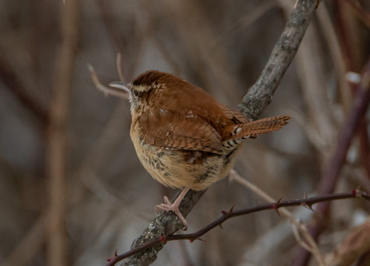 Carolina Wren - ML527540471