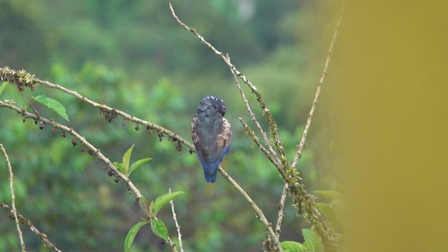 Bronze-winged Parrot - ML527540551