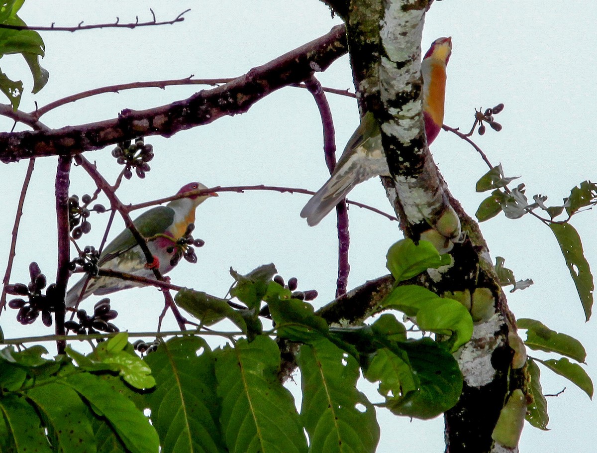 Yellow-breasted Fruit-Dove - ML527541291