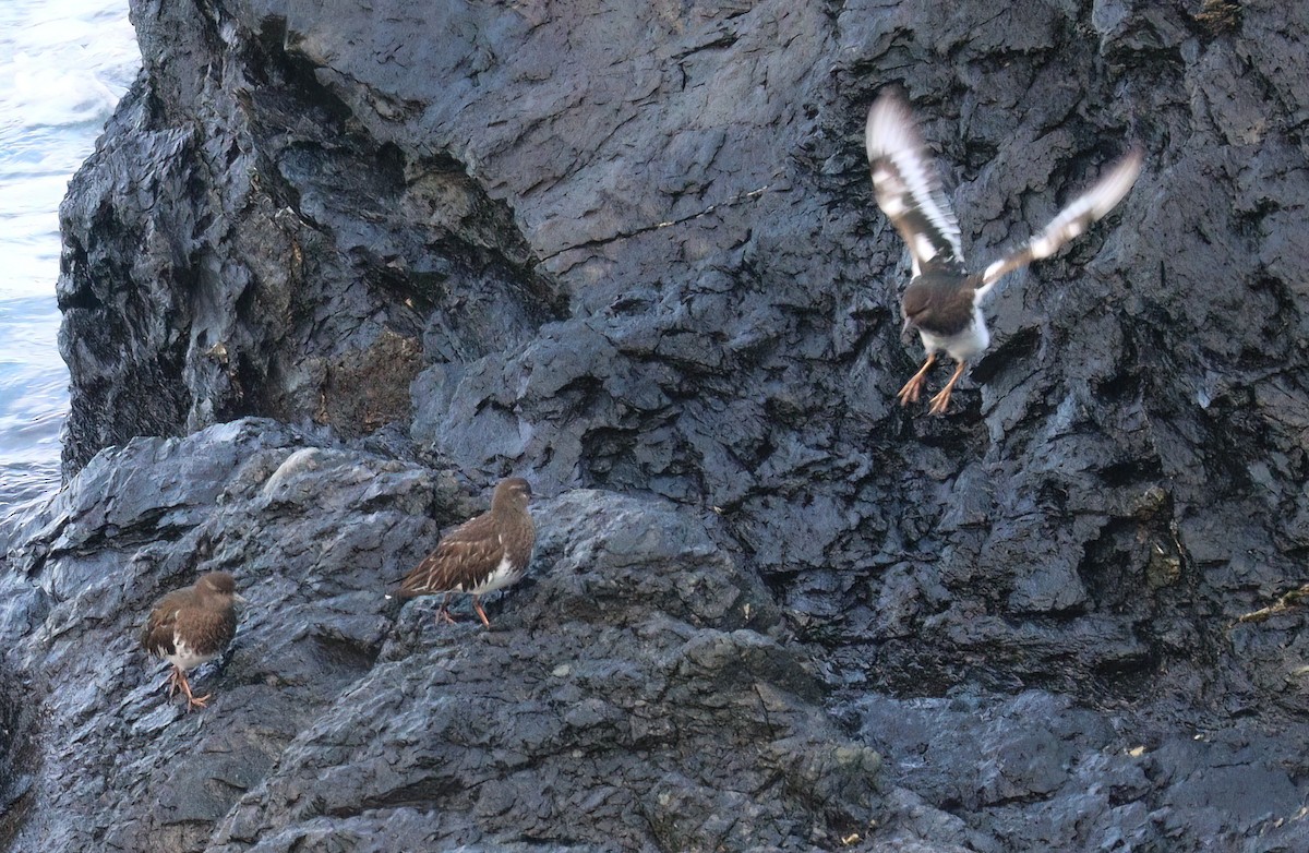 Black Turnstone - ML527542711