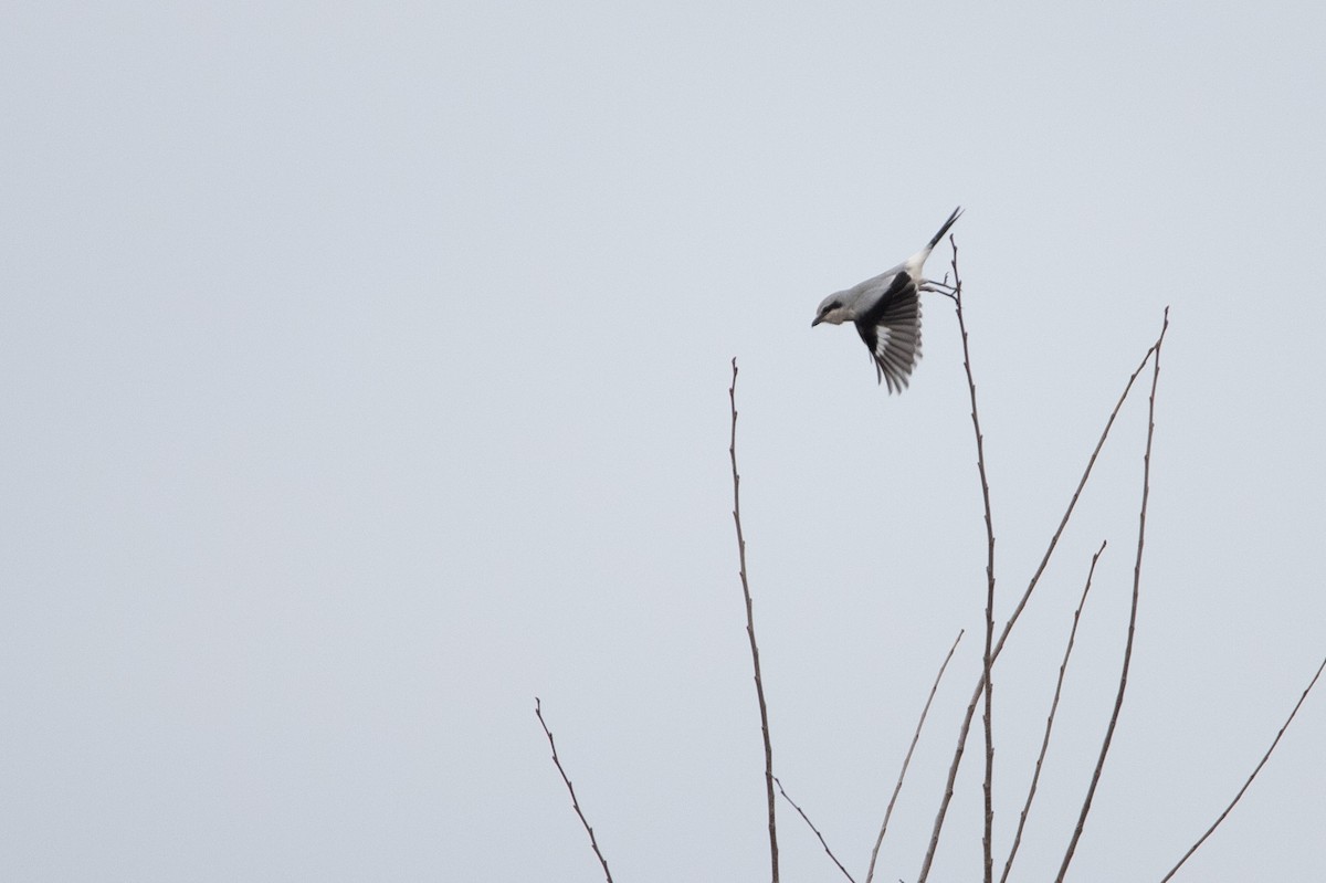 Northern Shrike - Rob  Sielaff