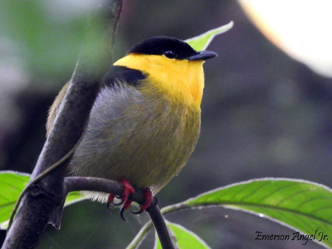 Golden-collared Manakin - ML527543501