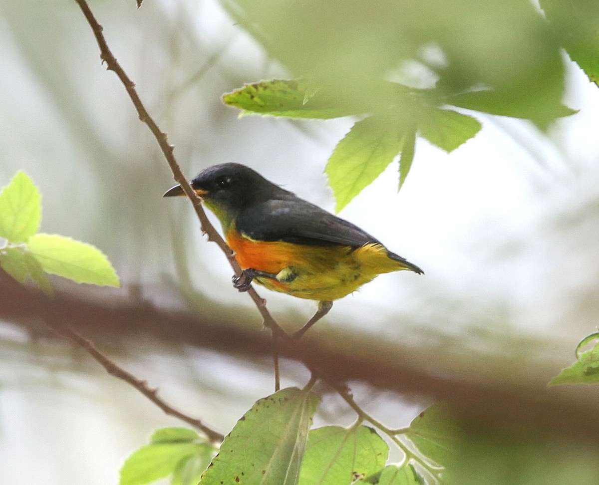 Orange-bellied Flowerpecker - ML527545591