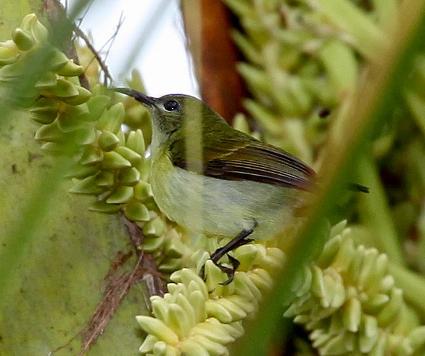 Handsome Sunbird - ML527545671