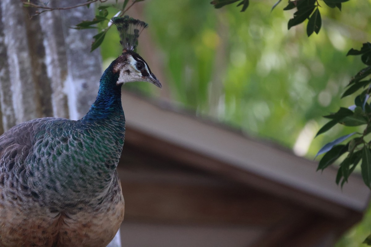 Indian Peafowl - ML527546121
