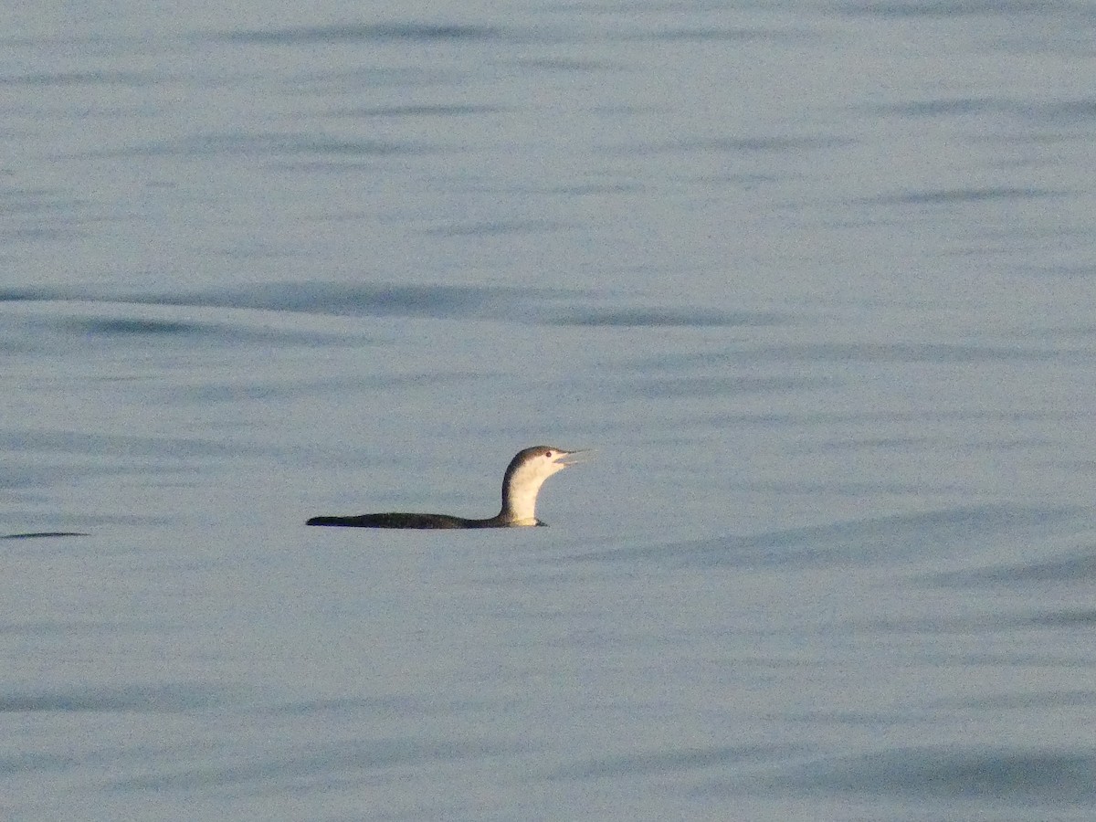 Red-throated Loon - ML527546331