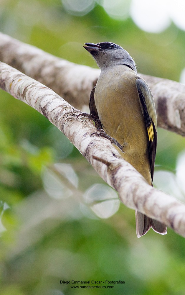 Yellow-winged Tanager - ML52754881