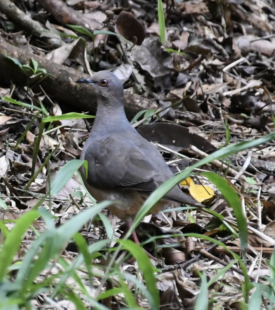 Gray-fronted Dove - ML527548901