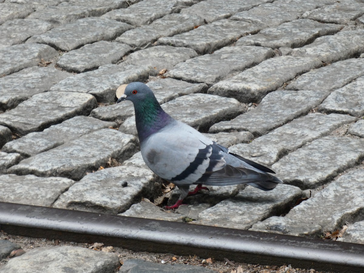 Pigeon biset (forme domestique) - ML527549571