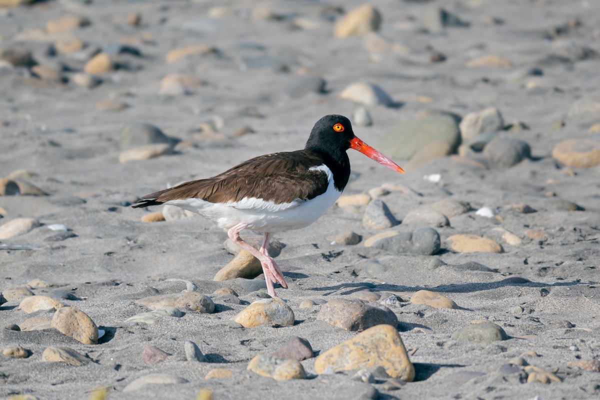 American Oystercatcher - ML527549891