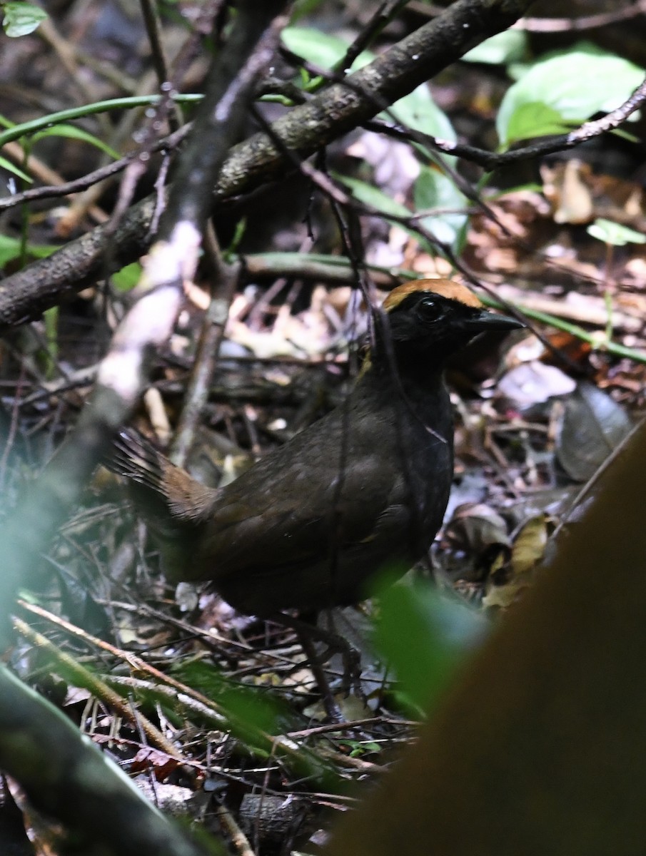 Rufous-capped Antthrush - ML527550841