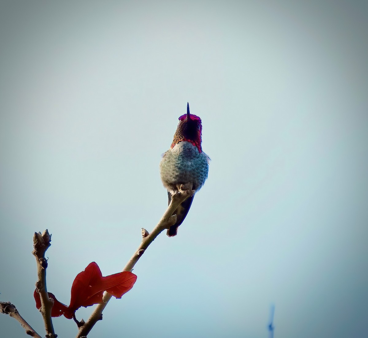 Anna's Hummingbird - Katherine Frost